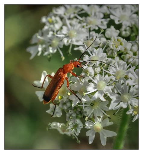 Common Red Soldier Beetle Rhagonycha Fulva Shot At Hutton Flickr