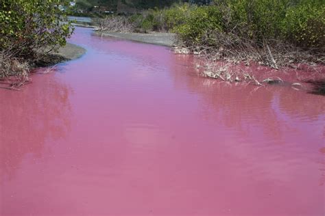 Algae Bacteria Turns Local Ponds Pink Residents Warned Against Making