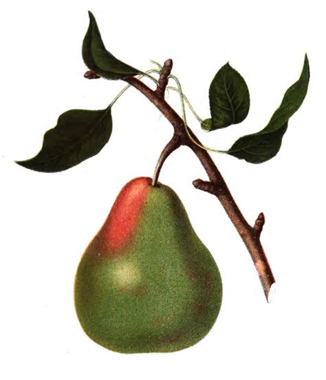 Vintage Pear Illustration Botanical Fruit The Graffical Muse
