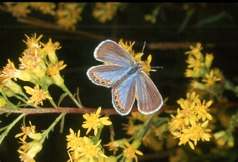 Karner Blue Butterfly Restoration Sand County Foundation