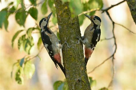 Dendrocopos Syriacus Syrian Woodpecker Stock Photo Image Of Flight