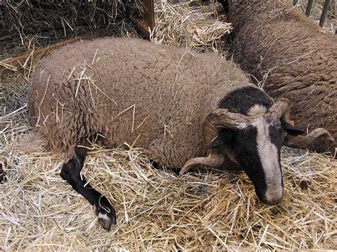 Bizet Sheep Wikiwand
