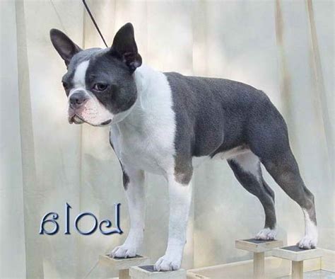 Get a boxer, husky, german shepherd, pug, and more on kijiji, canada's #1 local classifieds. Blue Boston Terrier Puppies For Sale In Texas | PETSIDI