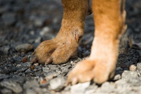 Do Dogs Have Feet