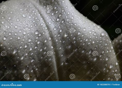 Macro Closeup Of Water Droplets On White Flower Stock Photo Image Of