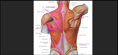 Structure and function (6th ed.). Upper Back Anatomy / Anatomy Of The Upper Back Youtube / The muscles of the back that work ...