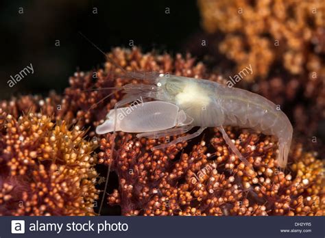 Snapping Shrimp High Resolution Stock Photography And Images Alamy