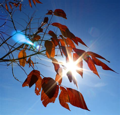 Sun Shining Through Fall Leaves Picture Free Photograph Fall Leaves
