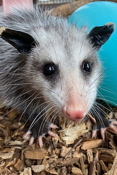 Featured Animals Virginia Opossum Cmzoo