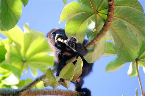 Curious Baby Howler Monkey On Our Deck At Lamanai In Belize Troy