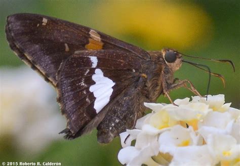 Eastern Silver Spotted Skipper Butterflies Of Dillberry Lake