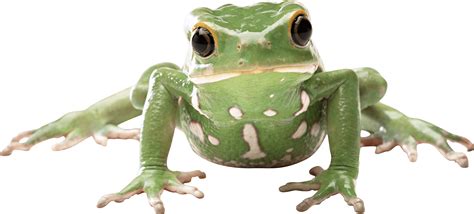 Green Frog Png Image Purepng Free Transparent Cc0 Png
