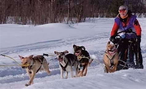 Dog Sledding In Jukkasjärvi In Kiruna Arctic Dogsled Ab