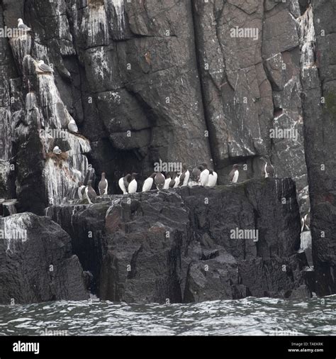A Group Of Guillemots Perch On A Sea Cliff At A Nesting Site Stock