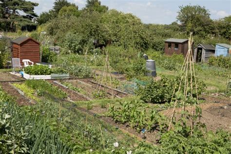 How To Start An Allotment Beginners Guide Uk