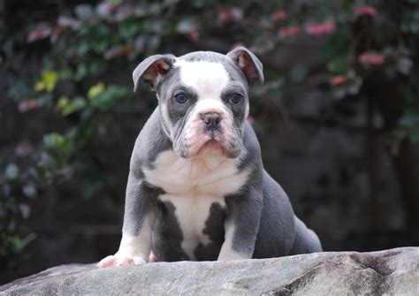 He has his puppy shots and dewormings. Blue Tri Olde English Bulldogge Puppies For Sale