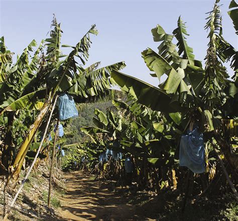 Challenges Of Banana Farming In South Africa Farmers Weekly