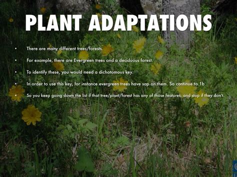 Deciduous Forest Plant Adaptations Examples