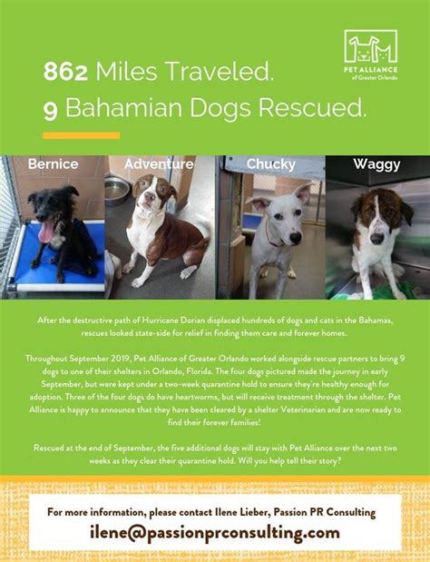 You will then have thirty (30) days to. Dogs from the Bahamas are up for adoption at the Pet ...