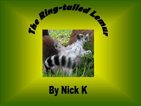 Ppt The Ring Tailed Lemur Powerpoint Presentation Free Download Id