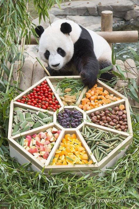 Pandas Food Panda Food Panda Panda Bear