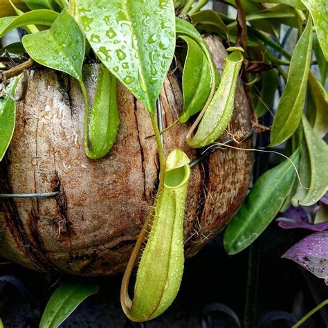Depending on the mix design you can reach concrete densities up to 4000 kg/m 3 using only magnadense as an aggregate. The coconut husk can be used as a hanging planter. It is a ...