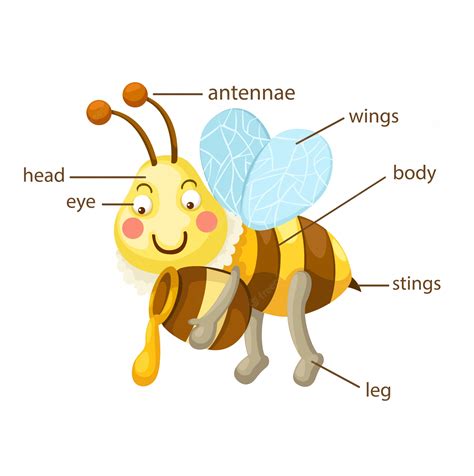 Premium Vector Bee Vocabulary Part Of Body Vector