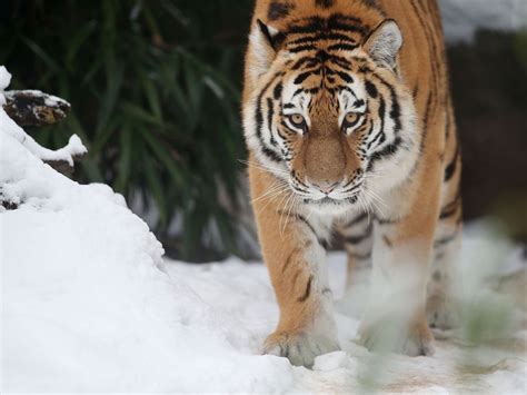 informate El tigre siberiano y el leopardo de extremo oriente están en