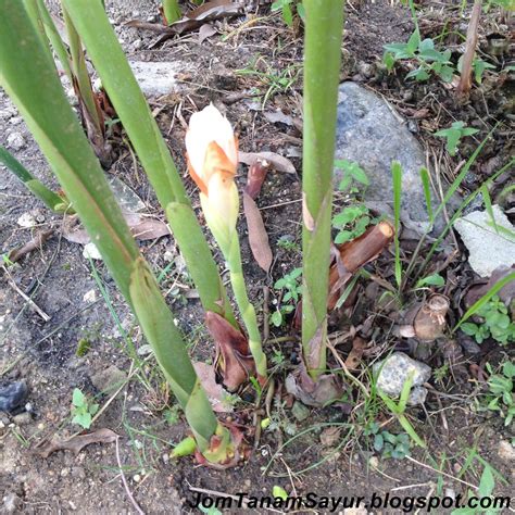 Cara dapat benih pokok bunga kantan dan penanaman pokok bunga kantan. Jom Tanam Sayur ( JTS ) : Jom Tanam Herba - KantanJom ...