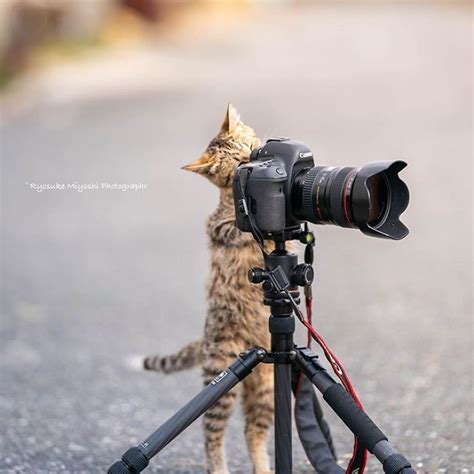 This Photographer Captures Bright And Happy Photos Of Adorable Kittens