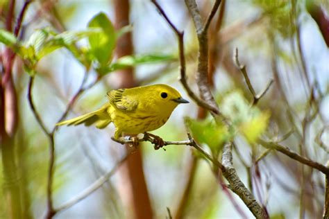 Download Vibrant Yellow Warbler Perched On A Branch Wallpaper