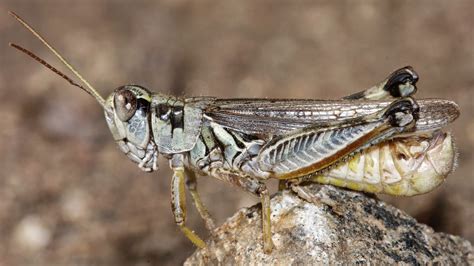 Ranchers Fear Voracious Grasshoppers Will Strip Their Rangeland