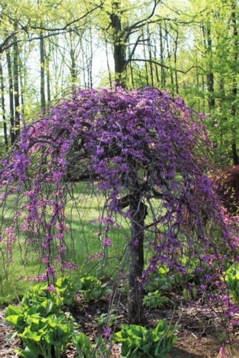 Ornamental Trees For Small Gardens
