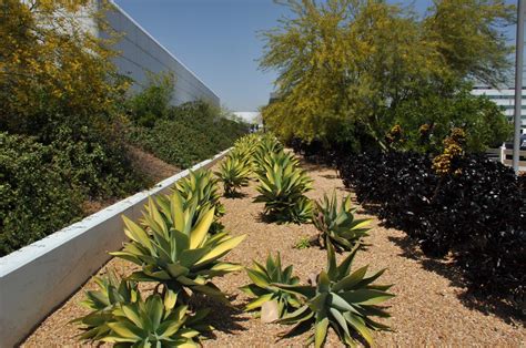 What Is Xeriscaping Meaning Designs And Plant Options