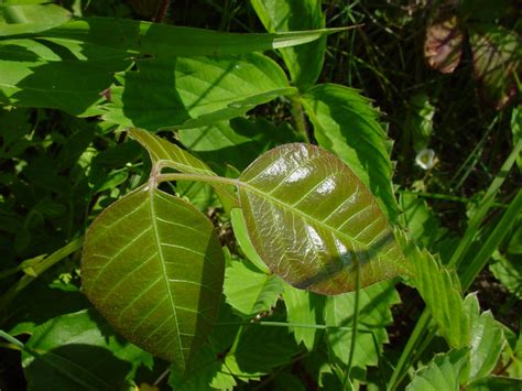 Poison Ivy Identification Scopelsa