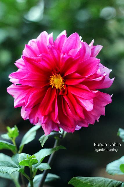 Gratis untuk komersial tidak perlu kredit bebas hak cipta. Bunga Dahlia | Flickr - Photo Sharing!
