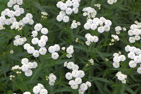 Small White Garden Flowers Stock Photo Image Of Herb 51803824