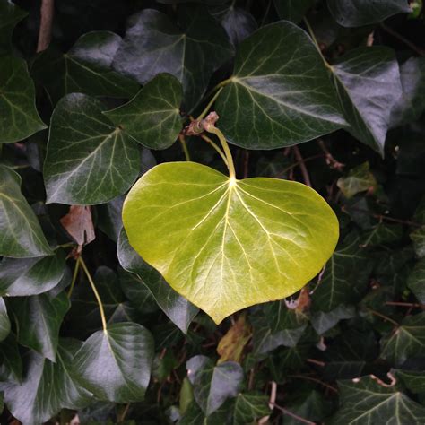 Free Images Tree Nature Structure Leaf Flower Green Produce