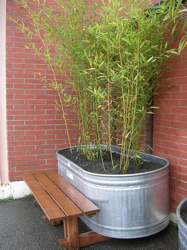 Bamboo Geek The Best Containers To Grow Bamboo In