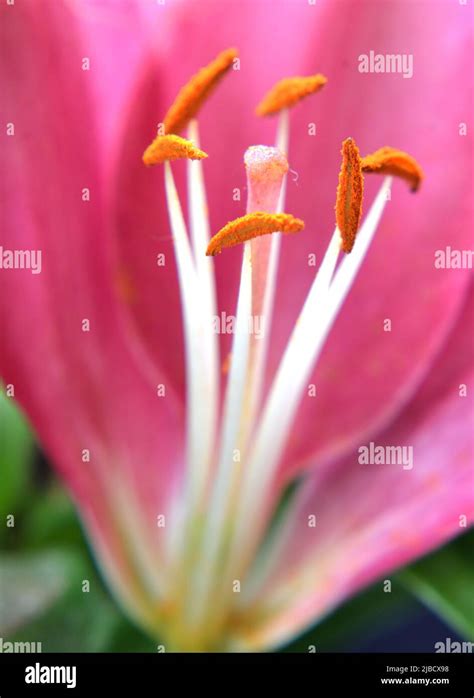 Asiatic Lily Lilium Asiatic Pink Flower Showing Internal Stamen With