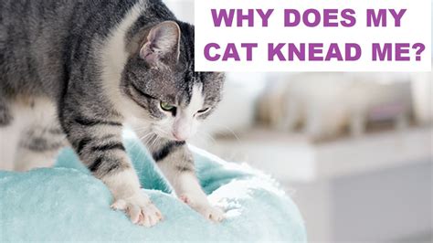 Why Does My Cat Knead Me Why Do Cats Knead Their Owners Youtube