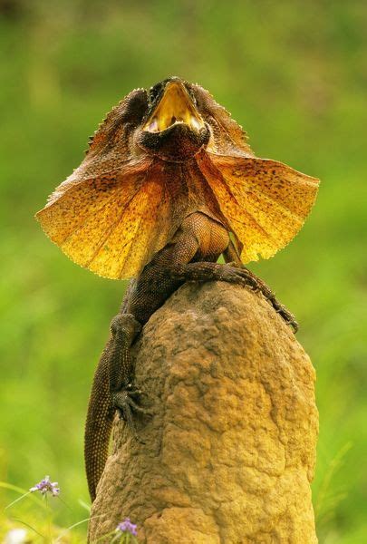 Jpf 14422 Frilled Lizard Defensive Display Perched On Termite Mound