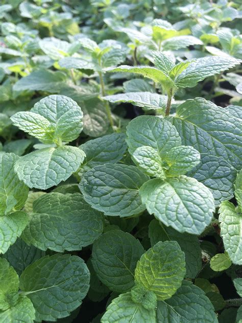 Buy Apple Mint Mentha Suaveolens Perennial Loved By Bees 9cm Pot Online