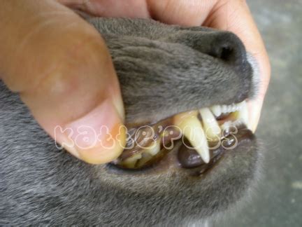 Misalnya, muntah berwarna kuning dan berbusa biasanya disebabkan hairball. Redzuyatt's ~ House Of Furrkids: Penyakit Demam Kuning ...