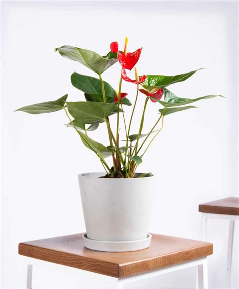 Best Indoor Flower Plants For Beginners Popsugar Home