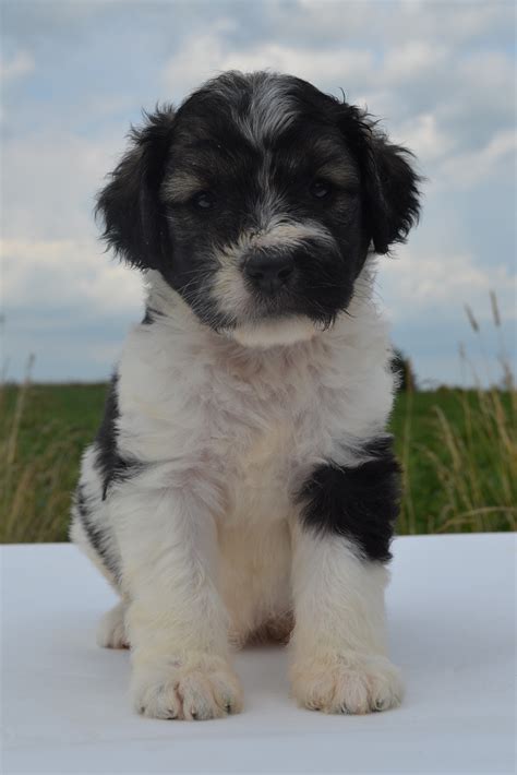 They are non shedding and are hypoallergenic as well! Willow's F1B Standard Bernedoodle Puppies | Willow Brooke ...