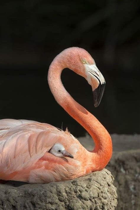 A Baby Flamingo Snuggle Beneath The Wing Flamingos Animals