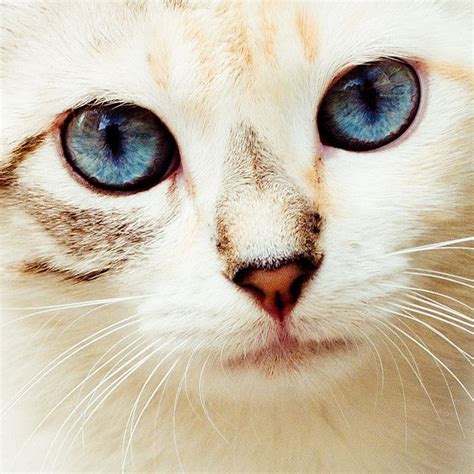 Blue Eyed Kitty Explored Cat Love Beautiful Cats Crazy Cats