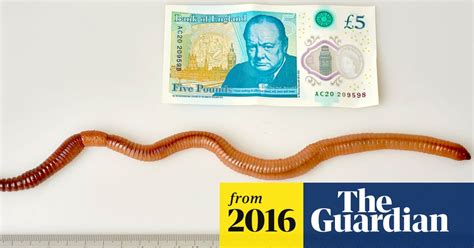 Meet Dave The Uks Biggest Ever Earthworm Video Science The Guardian