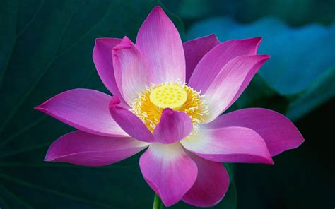 Zen Lotus Flower Pink Wallpapers Top Free Zen Lotus Flower Pink